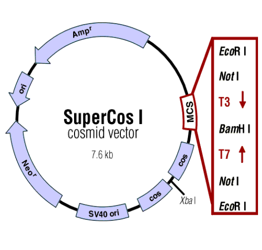 <p>⢠<strong>Hybrid Architecture:</strong> Standard plasmid backbone (plasmid <span style="line-height: 1.15;">ORF</span> + antibiotic marker) engineered with phage <span style="line-height: 1.15;">lambda</span> <code>cos</code><strong> sites.</strong></p><p>⢠<strong>High Cloning Capacity:</strong> Accommodates large inserts up to <strong>~42 kb</strong>.</p><p>⢠<strong>Delivery and Maintenance:</strong></p><ul><li><p>Packaged <em>in vitro</em> into phage <span style="line-height: 1.15;">lambda</span> capsids for high-efficiency infection into <em>E. coli</em>.</p></li><li><p>Circularizes inside the host via <code>cos</code> overhangs and replicates as a large extra-chromosomal plasmid (does not cause lytic plaque formation).</p></li></ul><p></p>