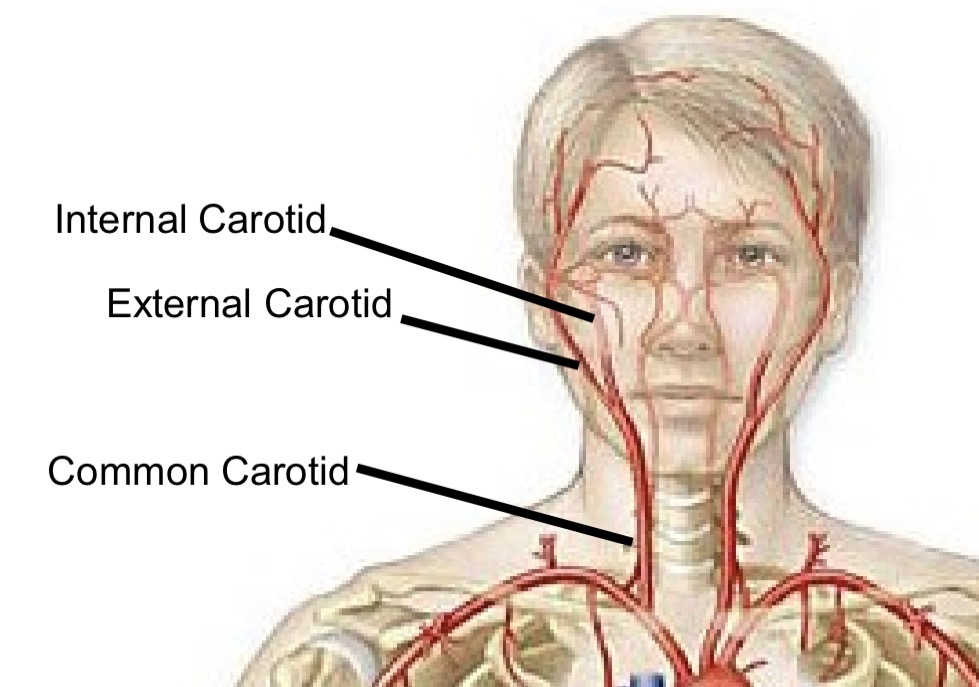 <p>Bifurcates to internal and external carotid arteries</p>