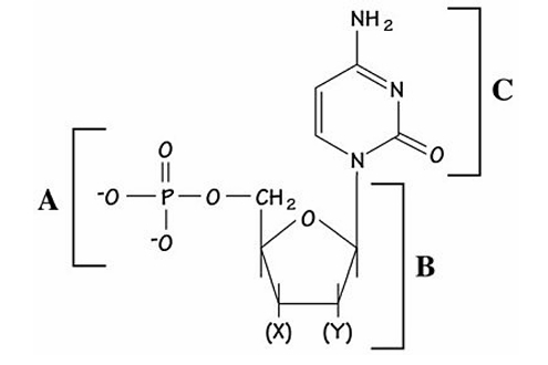 <p>cytosine</p>