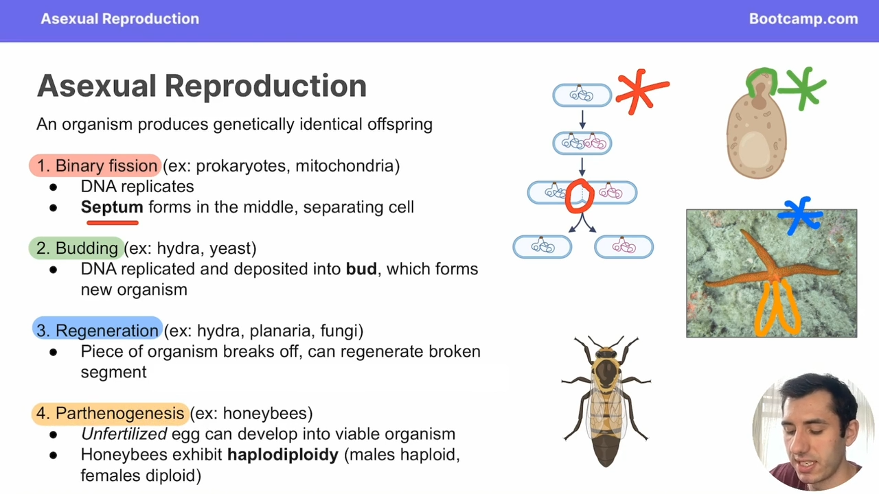 <p>Haplopolyploidy </p>