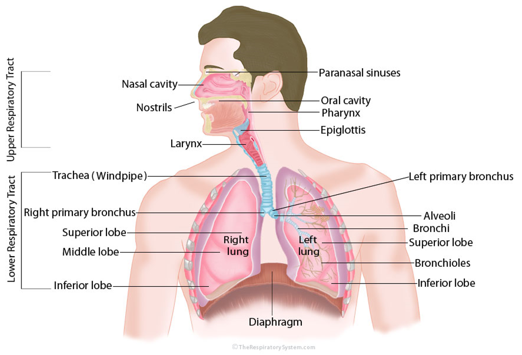 <p>Respiratory System </p>