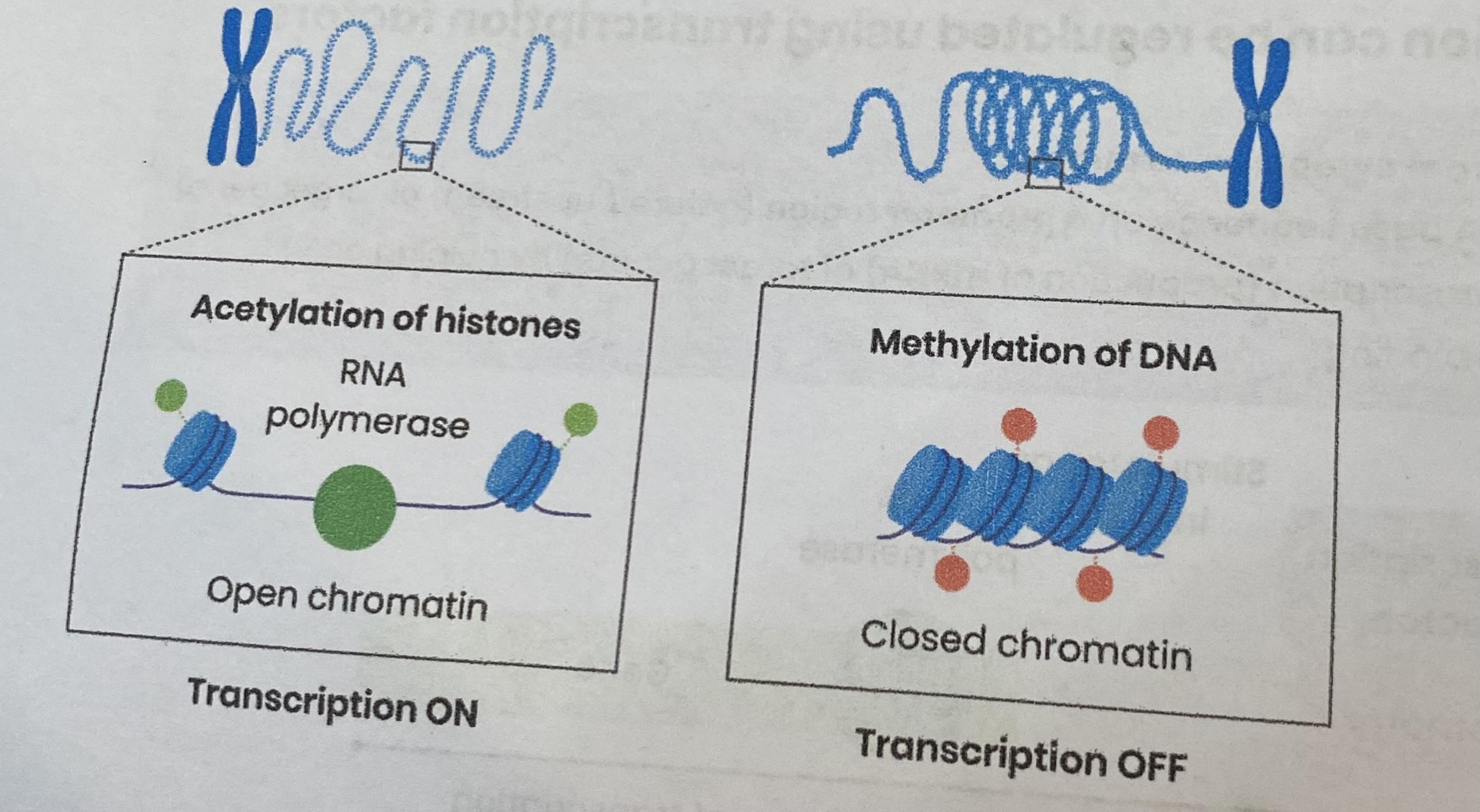 <p>To <strong>INHIBIT</strong> transcription:</p><ul><li><p><strong>increased</strong> methylation of DNA</p></li><li><p><strong>decreased</strong> acetylation of histones </p></li></ul><p>To <strong>ALLOW</strong> transcription:</p><ul><li><p><strong>decreased</strong> methylation of DNA</p></li><li><p><strong>increased</strong> acetylation of histones </p></li></ul><p></p>