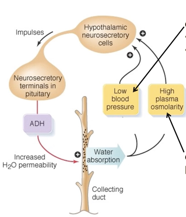 <ul><li><p>A.k.a antiduiretic hormone or ADH</p></li></ul><div data-type="horizontalRule"><hr></div><ul><li><p>Primary anti = prevent urination = prevent water reabsorption</p><ul><li><p>Purpose</p><ul><li><p>Conserve body water</p></li><li><p>Water balance and fluid homeostasis</p></li><li><p>Increases blood volume and blood pressure</p></li></ul></li></ul></li><li><p>Secondary function: regulating permeability of cells in the kidney</p><ul><li><p>Purpose: to ensure reabsorption and low urine output</p></li></ul></li></ul><div data-type="horizontalRule"><hr></div><ul><li><p>Synthesized in the hypothalamus</p></li></ul><ul><li><p>Secreted from the posterior pituitary</p><ul><li><p>But does not make the hormone</p></li></ul></li></ul><div data-type="horizontalRule"><hr></div><p>Regulation</p><ul><li><p>Main factor: high plasma osmolarity (increase salt/ion)</p><ul><li><p>Need to dilute = reserve water</p></li><li><p>Detected by the osmoreceptors in the hypothamus</p></li></ul></li><li><p>Second factor: low blood pressure</p><ul><li><p>Detected by the reduced stretch of the walls of the atria of the heart and aortic and carotid arteries</p></li></ul></li><li><p>Both same pathway</p><ul><li><p>Detected by the hypthamalic neurosecretory cells to secrete ADH into the posterior pituitary</p></li><li><p>The posterior pituitary will secreted the ADH</p></li></ul></li><li><p>Result: increased water permeability in the nephrons</p></li></ul><div data-type="horizontalRule"><hr></div><p>Process</p><ul><li><p>the vasopression goes to the kidney through the arteries and reaches thedistal convolted tubule and collecting duct, where the hormone binds to the receptors in these locations</p></li><li><p>Results in signal cascade (for metabotropic pathway)</p></li><li><p>aquaporin-2 water pores will be exocytosis to the apcical membrane (inside the tubule)</p></li><li><p>the water pores allows the water to goes through the collecting duct cells, through the interstitial fluid and to the blood stream</p></li></ul><p></p>