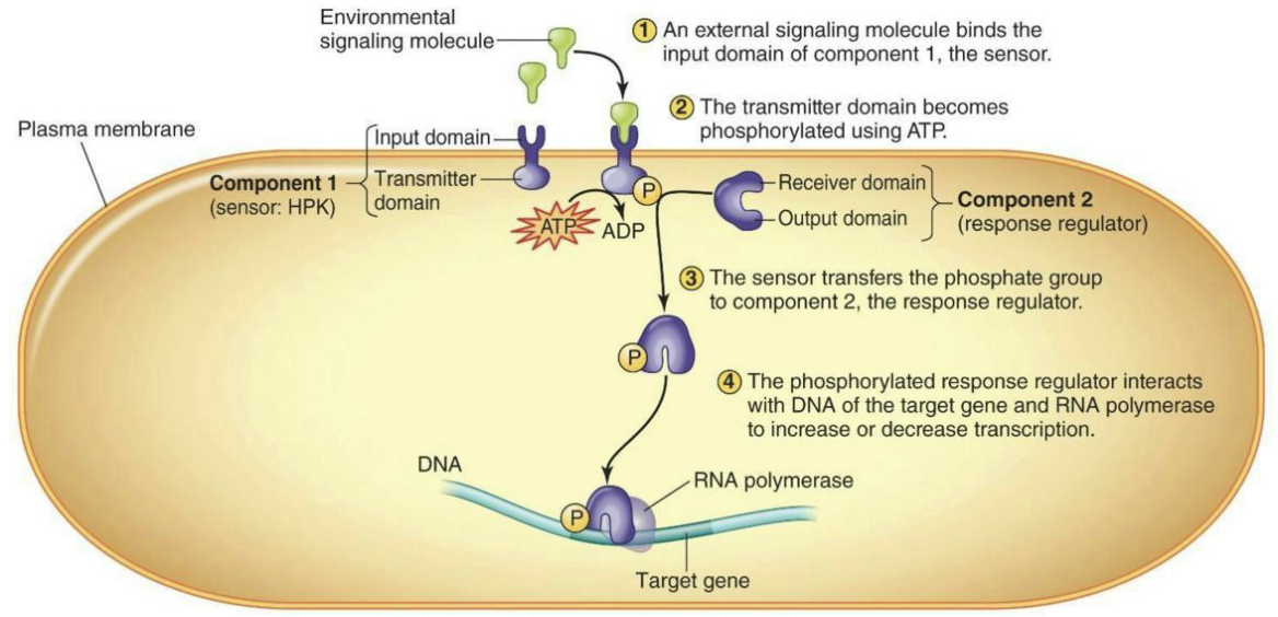 <ul><li><p><strong><em>Sensor kinase </em></strong>(often histidine protein kinase, or HPK) to detect the environmental stimulus</p><ul><li><p>Input Domain → Outside cell</p></li></ul></li><li><p><strong><em>Response regulator </em></strong>(RR) to regulate transcription</p><ul><li><p>Inside cell</p></li></ul></li></ul><p></p>