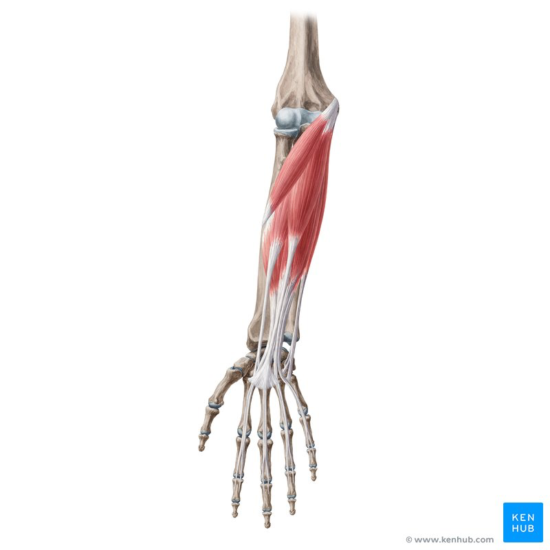 <p>Superficial Anterior Forearm Muscle</p>
