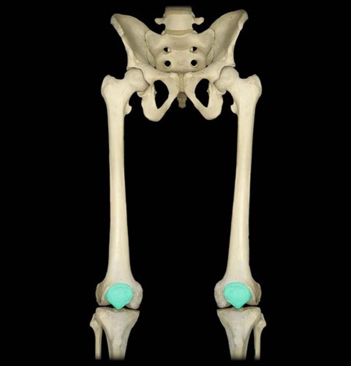 <p>- "knee cap"</p>