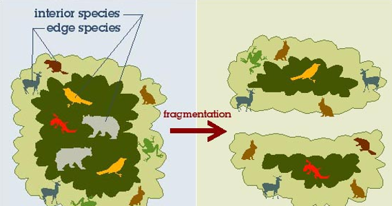<p>Increases edge habitat, decreases interior habitat, and often reduces biodiversity</p>
