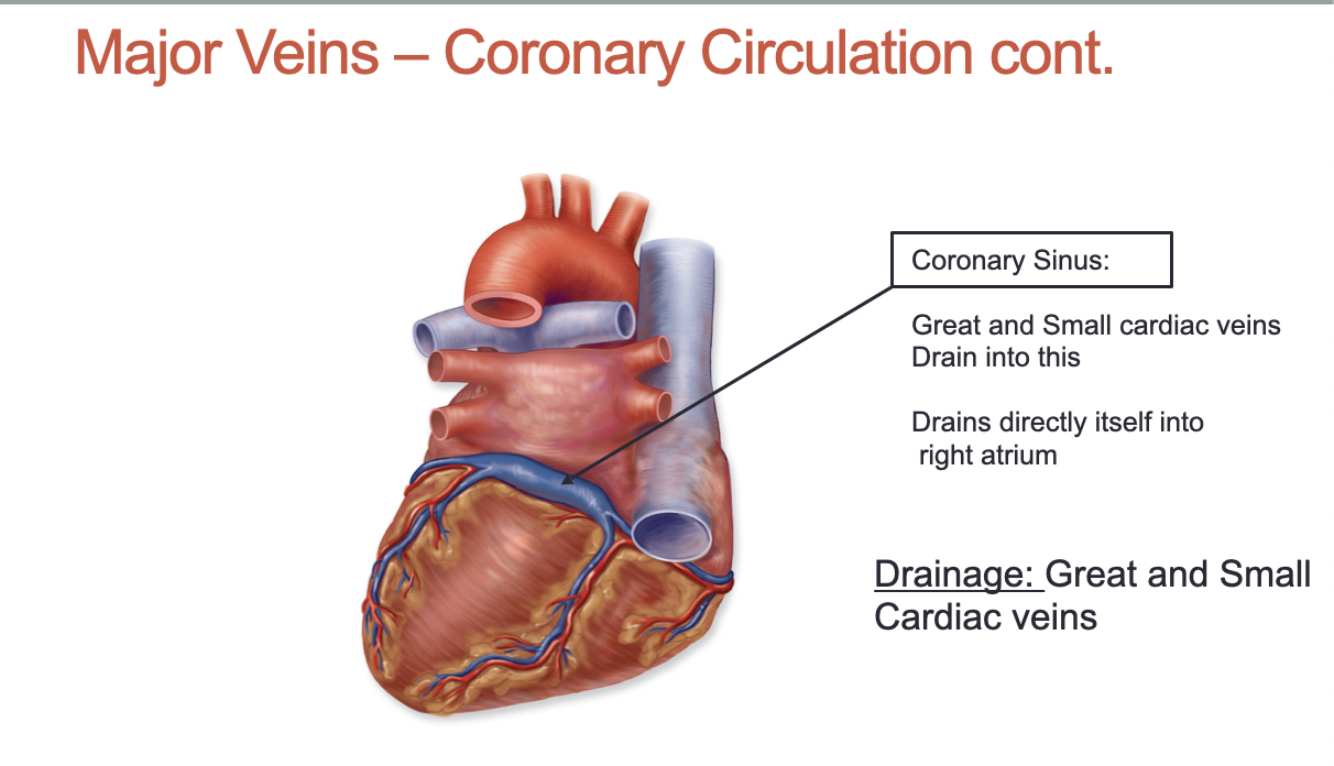 <ul><li><p>Coronary sinus</p></li><li><p>Drains into right atrium</p></li><li><p>Great and small cardiac veins</p></li></ul><p></p>