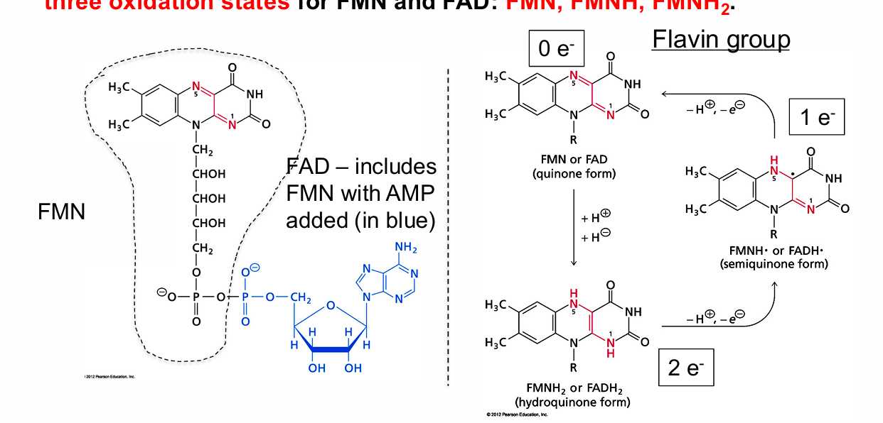 <p>Oxidation-reduction reactions involving 1 and 2 electron transfers</p><p>Prosthetic group</p>
