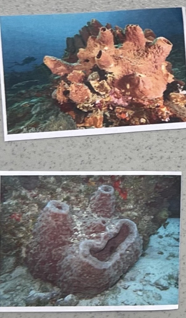 <p>Phylum Porifera </p>