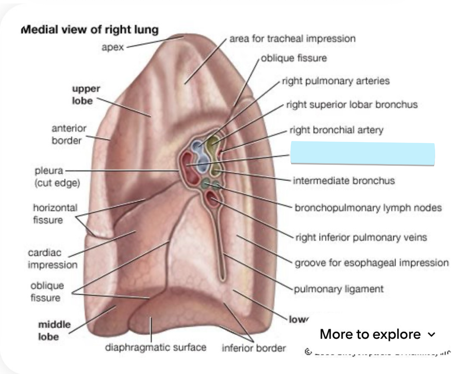 <p>below arteries</p>