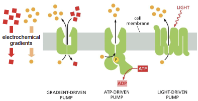 <p>transmembrane pumps</p>