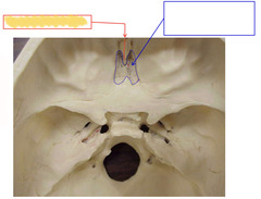 <p>Superior View of Base of Skull</p>