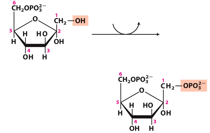 <p>What enzyme catalyzes this reaction? What are the intermediates, if any?</p>