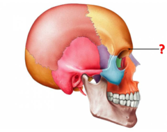 <p>Identify this structure.</p>