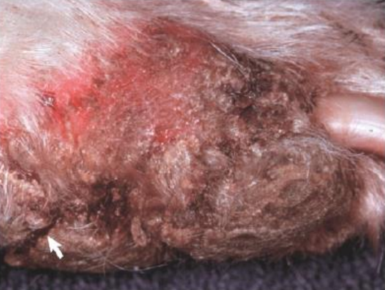 <ul><li><p><strong>secondary lesion</strong></p></li><li><p>linear crack</p></li><li><p>associated with chronic thickening of the skin</p></li><li><p>often seen on/near paw pads</p></li></ul><p></p>