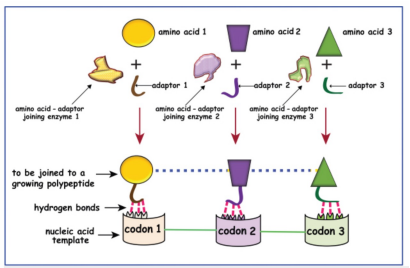 <p>he proposed that there are small RNA adaptors (tRNA) that binds a specific amino acid and recognizes a complementary codon on the mRNA, bringing the correct amino acid to the ribosome for protein synthesis</p>