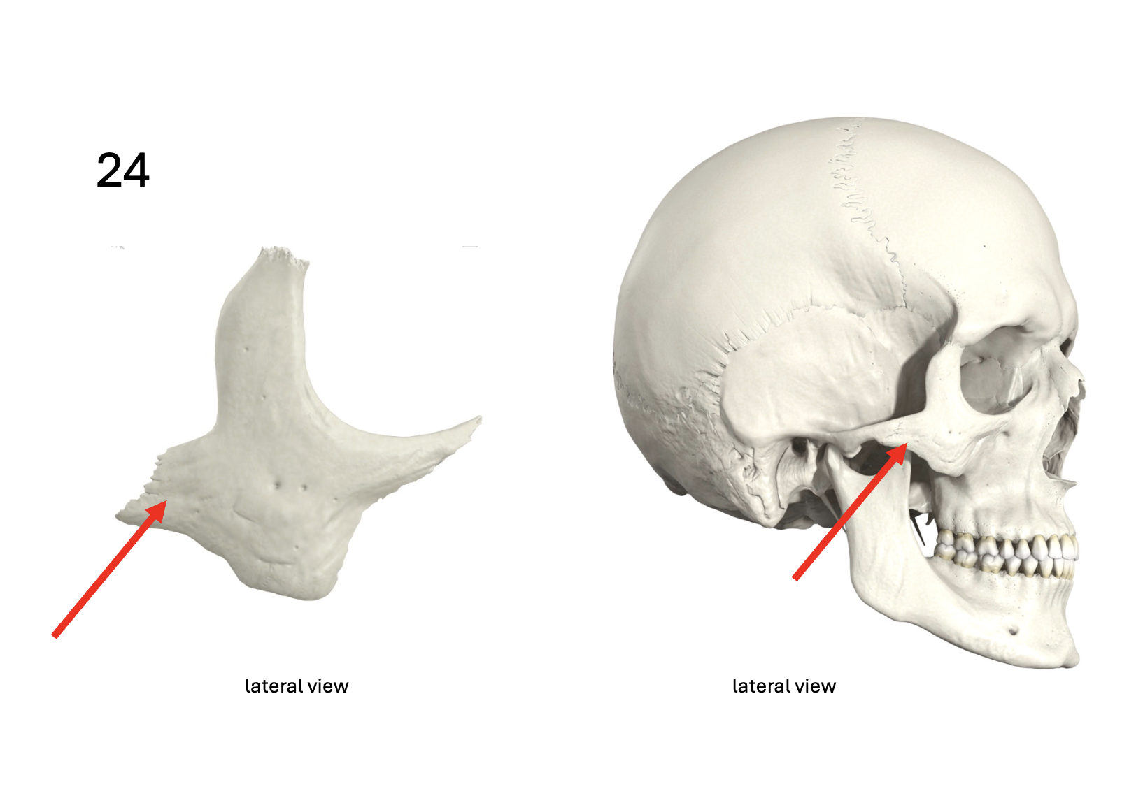 <p>Identify the <strong>bone and landmark</strong></p>