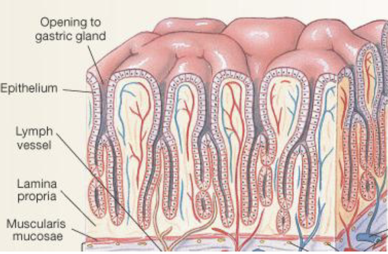 <ol><li><p>Epithelial Layer: Lines the lumen; structure varies across the GI tract (stomach vs. intestine)</p></li><li><p>Lamina Propria: Subepithelial connective tissue; contains nerve fibres, blood vessels, and lymph vessels</p></li><li><p>Muscularis Mucosae: Smooth muscle; separates mucosa and submucosa</p></li></ol><p></p>