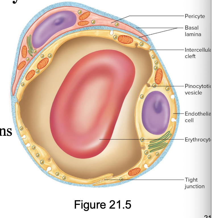 <p>endothelial cells joined by tight junctions</p><p>some intercellular celfts present</p><p>mostly in organs</p>