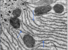 <p>Identify the specific structure</p>