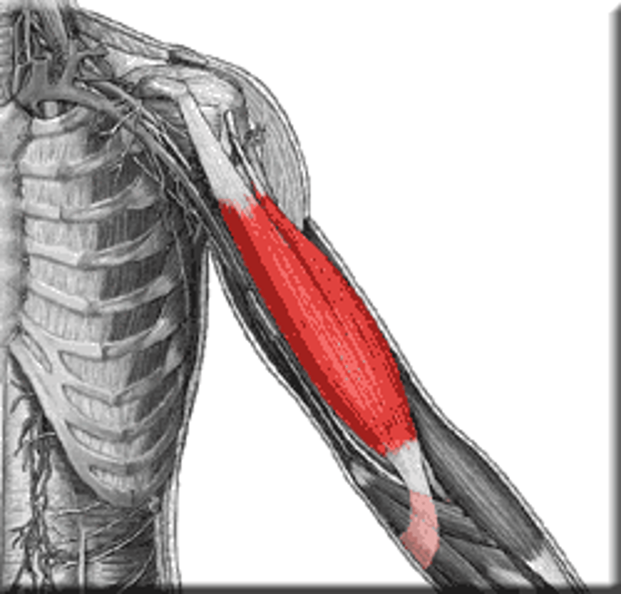 <p>Action - flexes and supinates forearm</p><p>Origin of short head - coracoid process of scapula</p><p>Origin of long head - upper ridge of glenoid cavity</p><p>Insertion - radial tuberosity</p>
