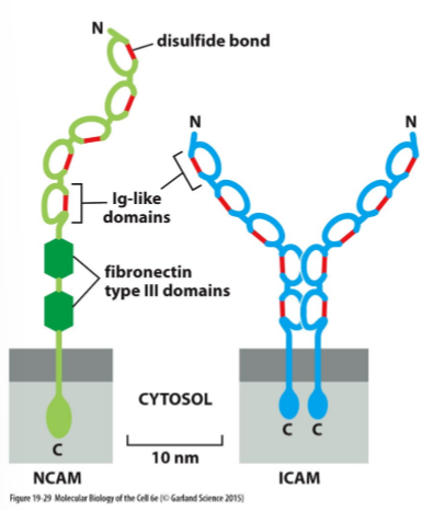 <ul><li><p>Extracellular Ig-like domains</p></li><li><p>Transmembrane domain</p></li><li><p>Cytoplasmic C-terminal</p></li></ul><p></p>