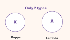 <p>Kappa OR lambda </p>
