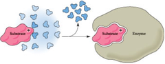 <p>the active site molds around the substrate to form the enzyme-substrate complex.</p>