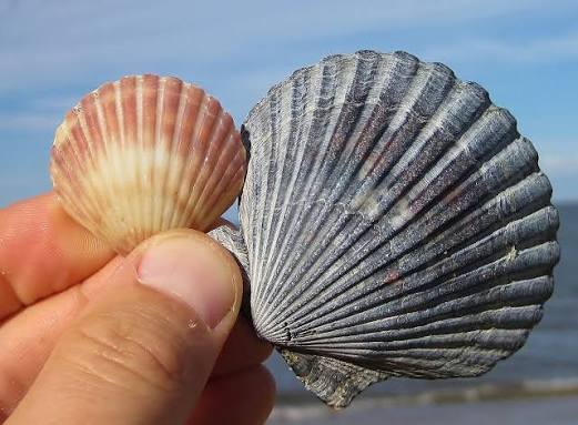 <p>What is the common name and scientific name of this organism </p>