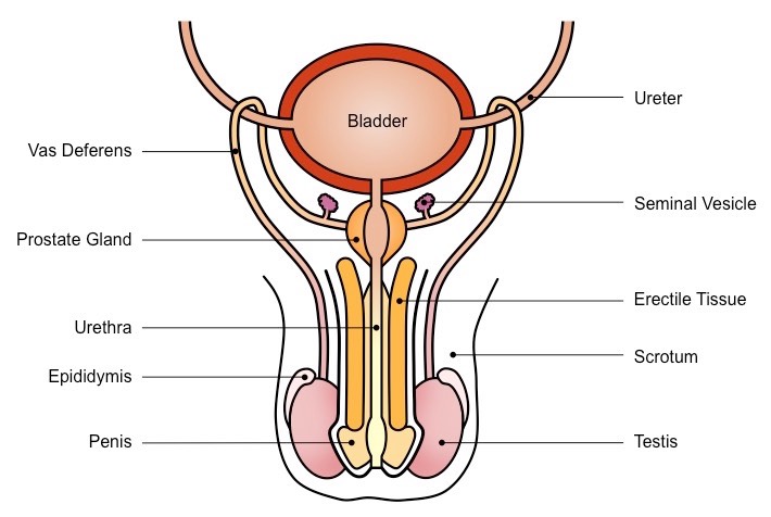 <p>male reproductive cell parts </p>