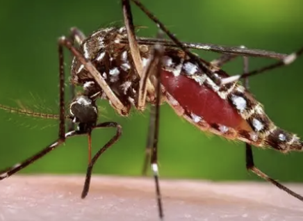 <p>name the insect</p>