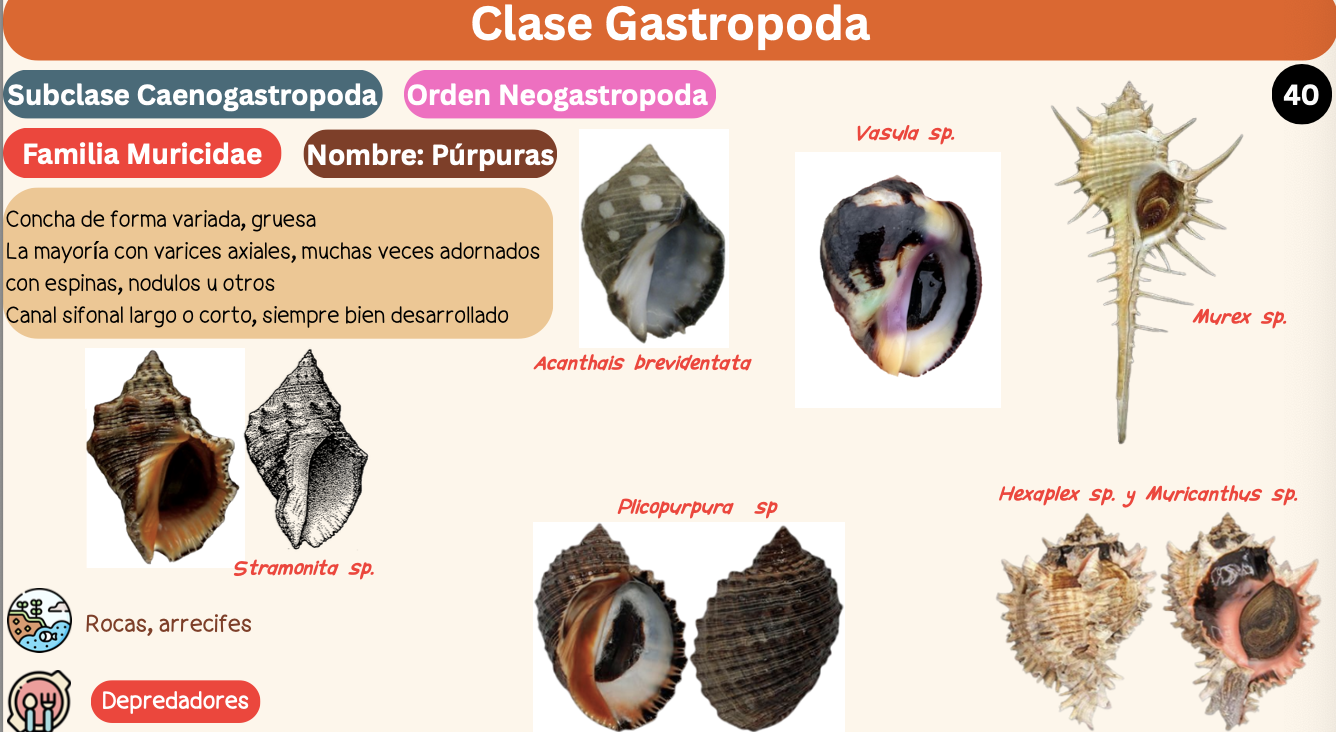 <p><strong>FILO </strong>Mollusca<strong><br>CLASE </strong>Gastropoda<br><strong>SUBCLASE </strong>Caenogastropoda<br><strong>ORDEN </strong>Neogastropoda<br><strong>FAMILIA </strong>Muricidae<br><strong>GÉNERO </strong><em><u>Murex sp</u></em><strong><br>CARACTERÍSTICAS </strong><br><strong>RÁDULA </strong>Raquiglosa<strong><br>ALIMENTACIÓN </strong>Depredadores<strong><br>HÁBITAT </strong>Rocas, arrecifes.</p>