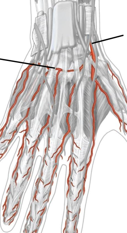 <p>Dorsal view</p>