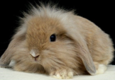 <p>welk type konijn is dit</p>