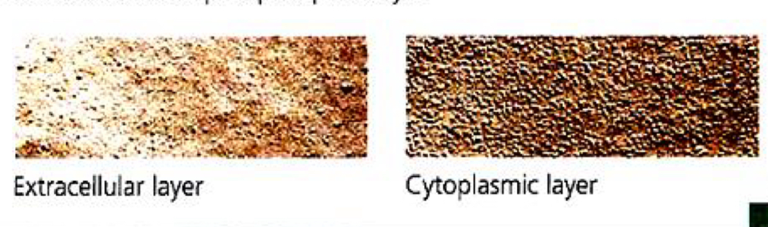 <ul><li><p>from the use of electron microscopy and freeze fracturing </p></li></ul><p>Freeze-fracture: </p><ul><li><p>a cell membrane can be split into its two layers, revealing the ultra structure of the membrane’s interior </p></li><li><p>technique: a cell is frozen and fractured with a knife </p><ul><li><p>the fracture plane often follows the hydrophobic interior of a membrane, splitting the phospholipid bilge into two separated layers </p></li><li><p>membrane proteins go wholly with one of the layers </p></li><li><p>SEMs show membrane proteins (bumps) in the two layers, demonstrating that proteins are embedded in the phospholipid bilayer </p></li></ul></li></ul><p></p>