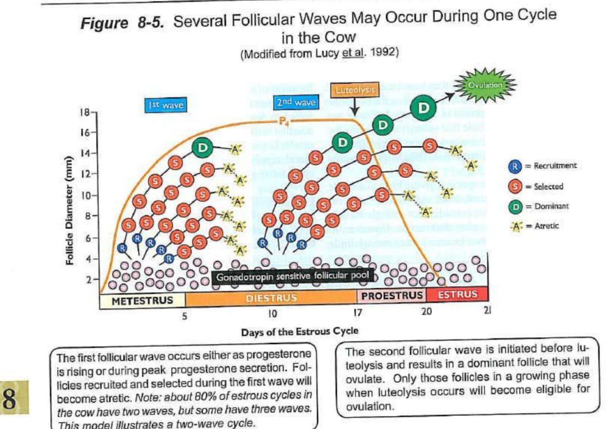 <p>Metestrus 2-5: group of follicle recruited</p><p>Diestrus: 10-12: 2nd wave</p><p>Proestrus: luetolyiss at beginning</p><p></p><p></p>