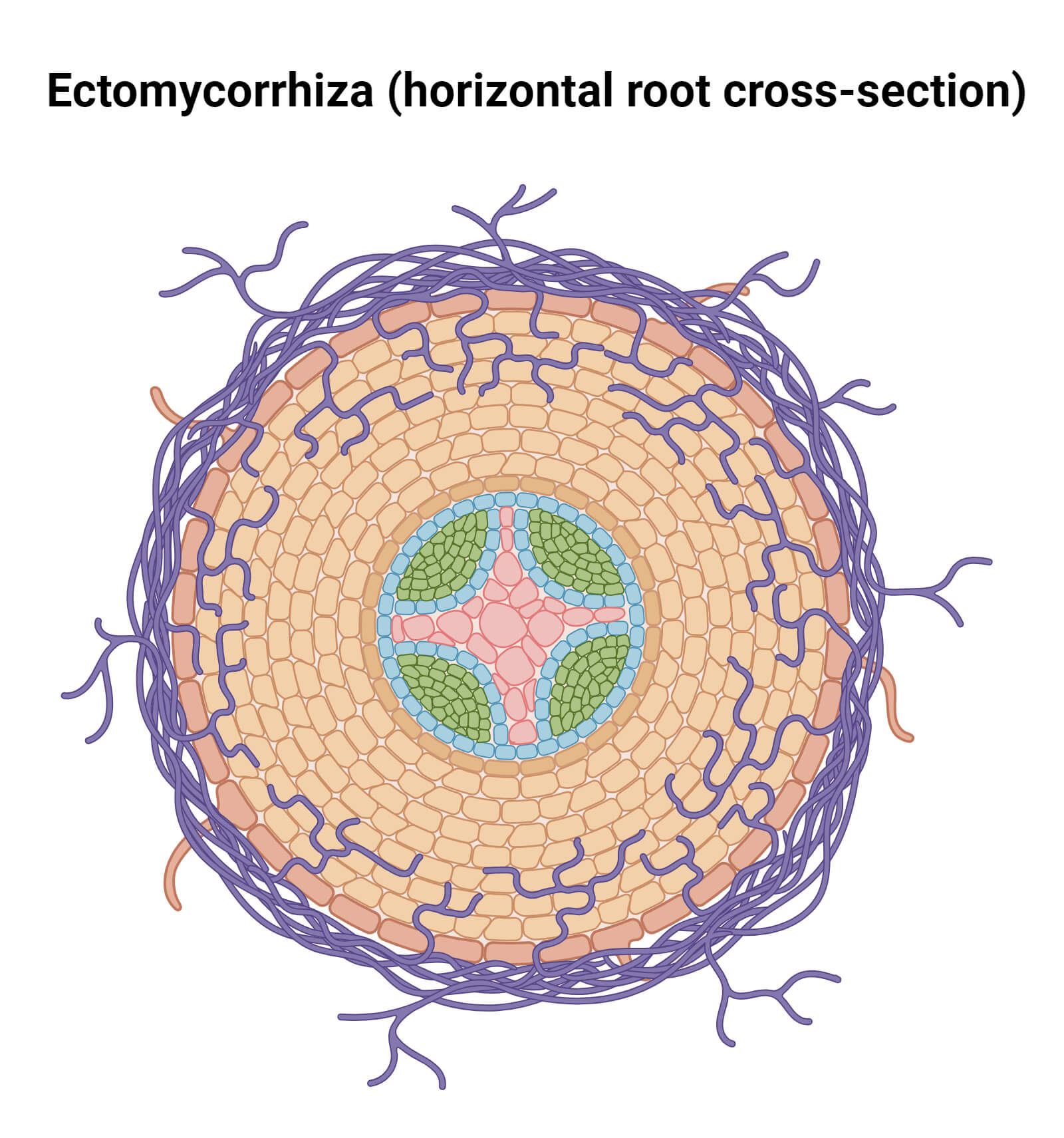 <p>fungal sheaths form around the plant root (mostly Basidiomycetes)</p>