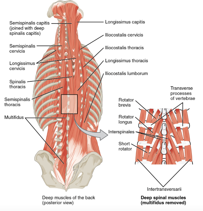 <ul><li><p><span>Erector spinae group</span></p></li><li><p><span>Transversospinalis group</span></p></li><li><p><span>Splenii</span></p></li><li><p><span>Suboccipitals</span></p></li><li><p><span>Quadratus lumborum</span></p></li><li><p><span>Intertransversarii and interspinales muscles</span></p></li><li><p><span>Serratus posterior superior and inferior</span></p></li></ul><p></p>