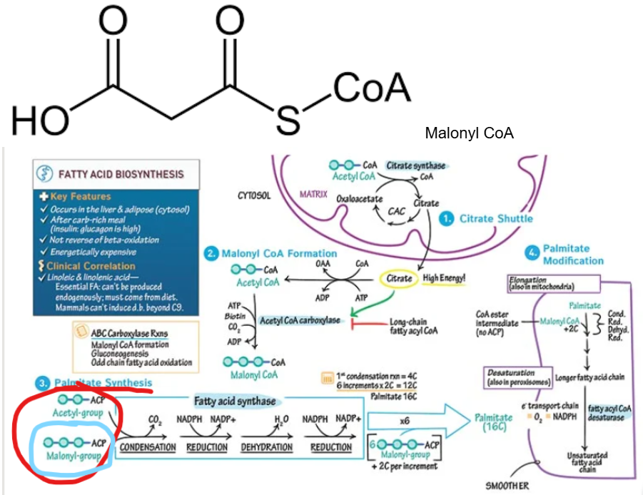<p>What serves as a <strong>two-carbon donor</strong> for chain elongation during fatty acid synthesis and functions as a regulatory molecule that signals the cell is ready to synthesize fatty acids</p>