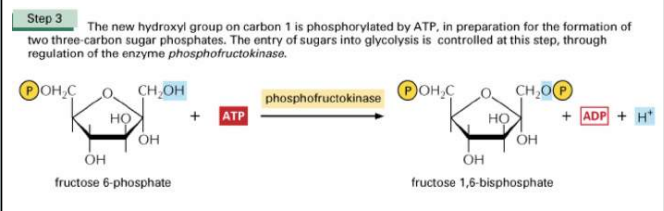 <p>Dit is de fosfofructokinase reactie. Dit is een regelende stap die de snelheid gaat bepalen. Hij bepaalt dus hoe snel of traag de pathway gaat draaien. Hierbij zal het enzym fosfofructokinase de 1e positie op fructose fosforyleren waarbij ATP wordt gebruikt. </p><p>Fructose-6-fosfaat → Fructose 1,6-bifosfaat </p><p>De concentratie van bepaalde moleculen zorgen er voor dat er niet te veel energie wordt gemaakt: </p><ul><li><p>Trager (voldoende energie): ATP, Citraat (intermediair van KREBscyclus) </p></li><li><p>Sneller (tekort energie): AMP, Fructose-2,6-Bisfosfaat</p></li></ul><p></p><p></p>