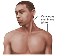 <p>covers body, skin</p>