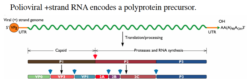 <p>A single <strong><em><u>Polyprotein Precursor</u></em></strong></p>