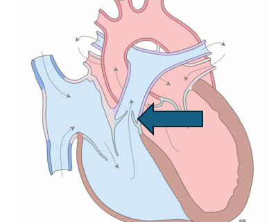 <p>entire structure</p>