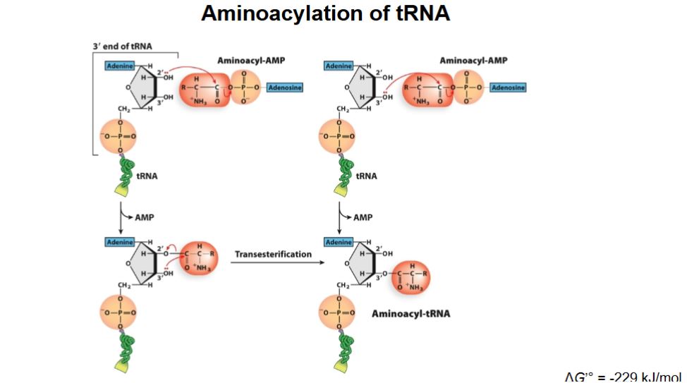 <ol><li><p>Adenylylation: Amino acid + ATP → Aminoacyl-AMP + PPi</p></li><li><p>Transfer of Aminoacyl-AMP to tRNA: Aminoacyl-AMP transfers amino acid to 3’ end of tRNA (3’ CCA tail), then briefly separates. Aminoacyl group reconnects with the amino acid and loses AMP → becoming aminoacyl-tRNA. (Class I amino acids have an extra step → transesterification)</p></li></ol><p></p><p>This happens before translation and uses energy (ATP).</p><p></p>