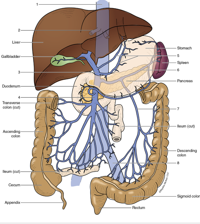 <p><span>Superior mesenteric vein </span></p>