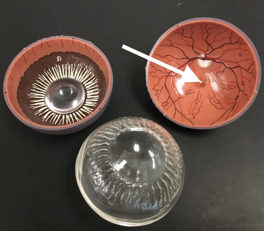 <p><span>name the SMALL CIRCLE structure at the end of the arrow's point</span></p>
