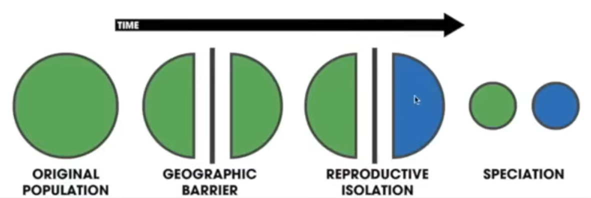 <p>g</p><p>occurs when a <strong>physical barrier separates populations</strong> of the same species, preventing them from interbreeding.</p><p>r</p><p>individuals in a population cannot interbreed to produce fertile offspring.</p><p>[Even if two organisms are similar, they are reproductively isolated if they:</p><p>do not mate, cannot produce offspring, or produce offspring that are infertile]</p><p></p>