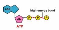 <p>The primary energy-transferring molecule in the cell (releases energy after reacting with water)</p><p><span style="color: rgb(239, 87, 201);">Adenosine + 3 phosphate groups</span></p>