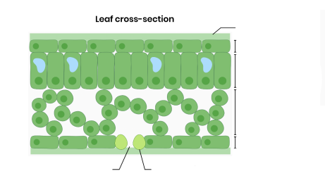 <p><strong>Label the following structures in a dicotyledonous leaf cross-section.</strong></p>